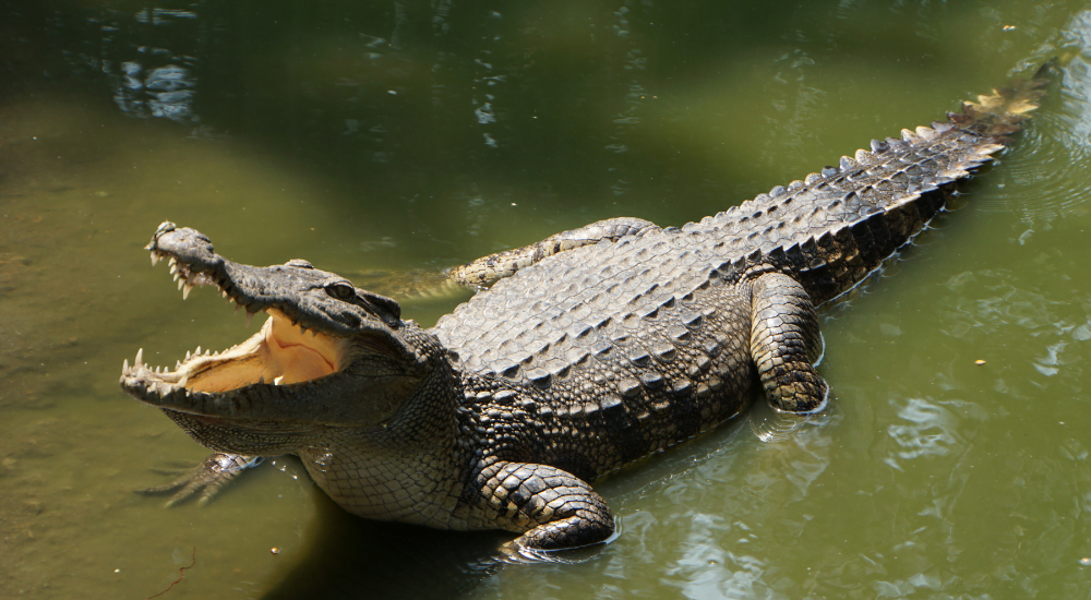 Dandeli River Resort.png